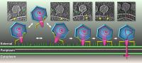 How T7 Infects Cells