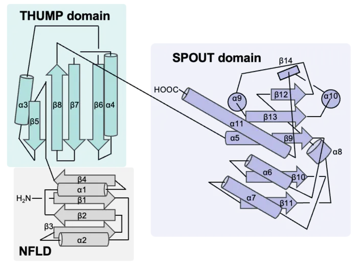 Topology Diagram of TrmTS