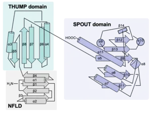 Topology Diagram of TrmTS