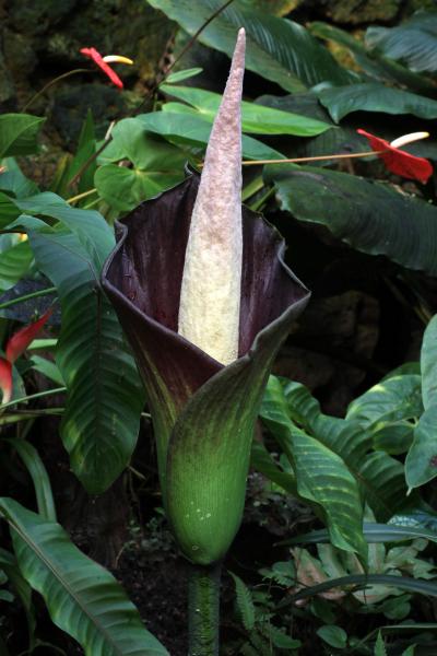 <I>Amorphophallus hewittii</I>