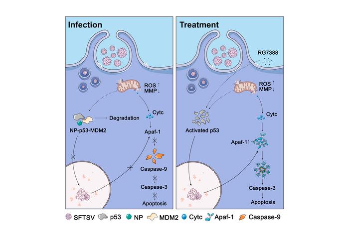 Molecular mechanism diagram of RG7388 inhibiting SFTSV