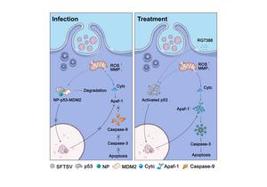 Molecular mechanism diagram of RG7388 inhibiting SFTSV