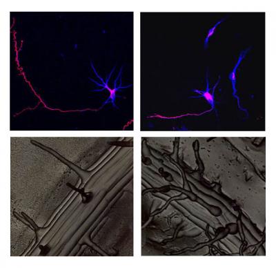 Neurons and Plant Roots Need Atlastin/RHD3 to Grow