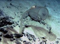 Sea Squirt