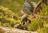 Two Juvenile Kea