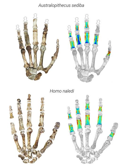 Fossil hands of Australopithecus sediba and Homo naledi