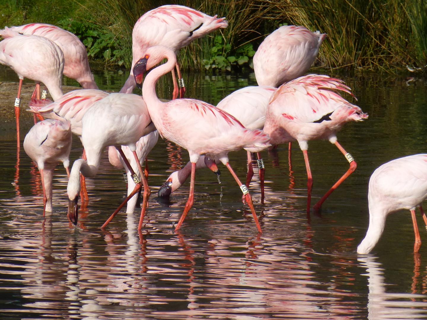 A Pinker Bird Shoving a Paler Bird