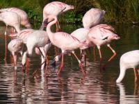 A Pinker Bird Shoving a Paler Bird