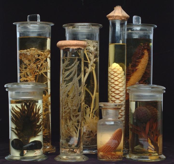 Spirit Collection Specimens