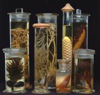 Spirit Collection Specimens