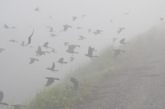A flock of great-tailed grackles