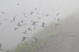 A flock of great-tailed grackles