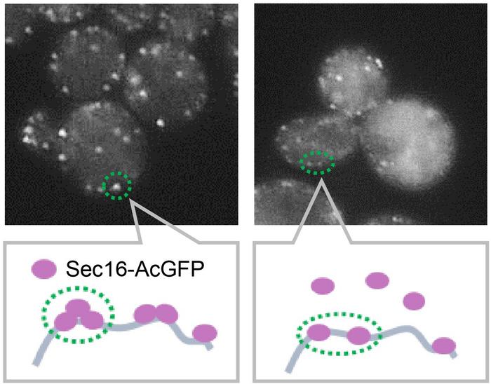 Yip3 inhibits Sec16 assembly into the ERES