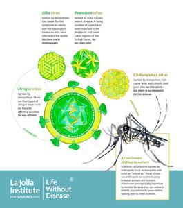 Chikungunya and other mosquito-borne viruses