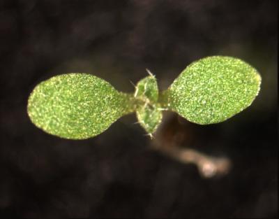 Regulating Photosynthesis (1 of 2)