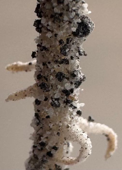 Chickpea plant root in regolith simulant