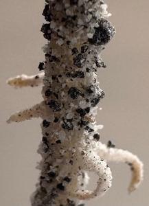 Chickpea plant root in regolith simulant