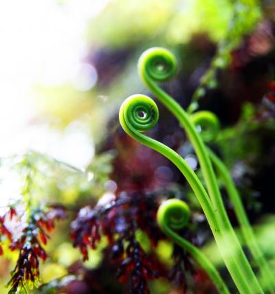 <i>Haplopteris</i> Fern
