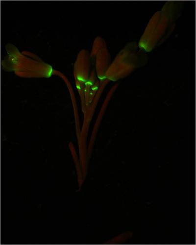Abscission in <I>Arabidopsis thaliana</i>