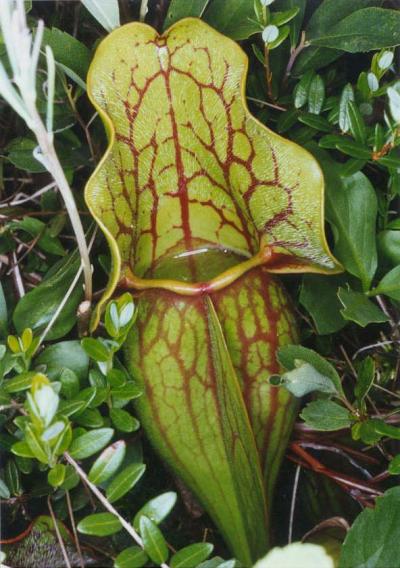 Pitcher Plant