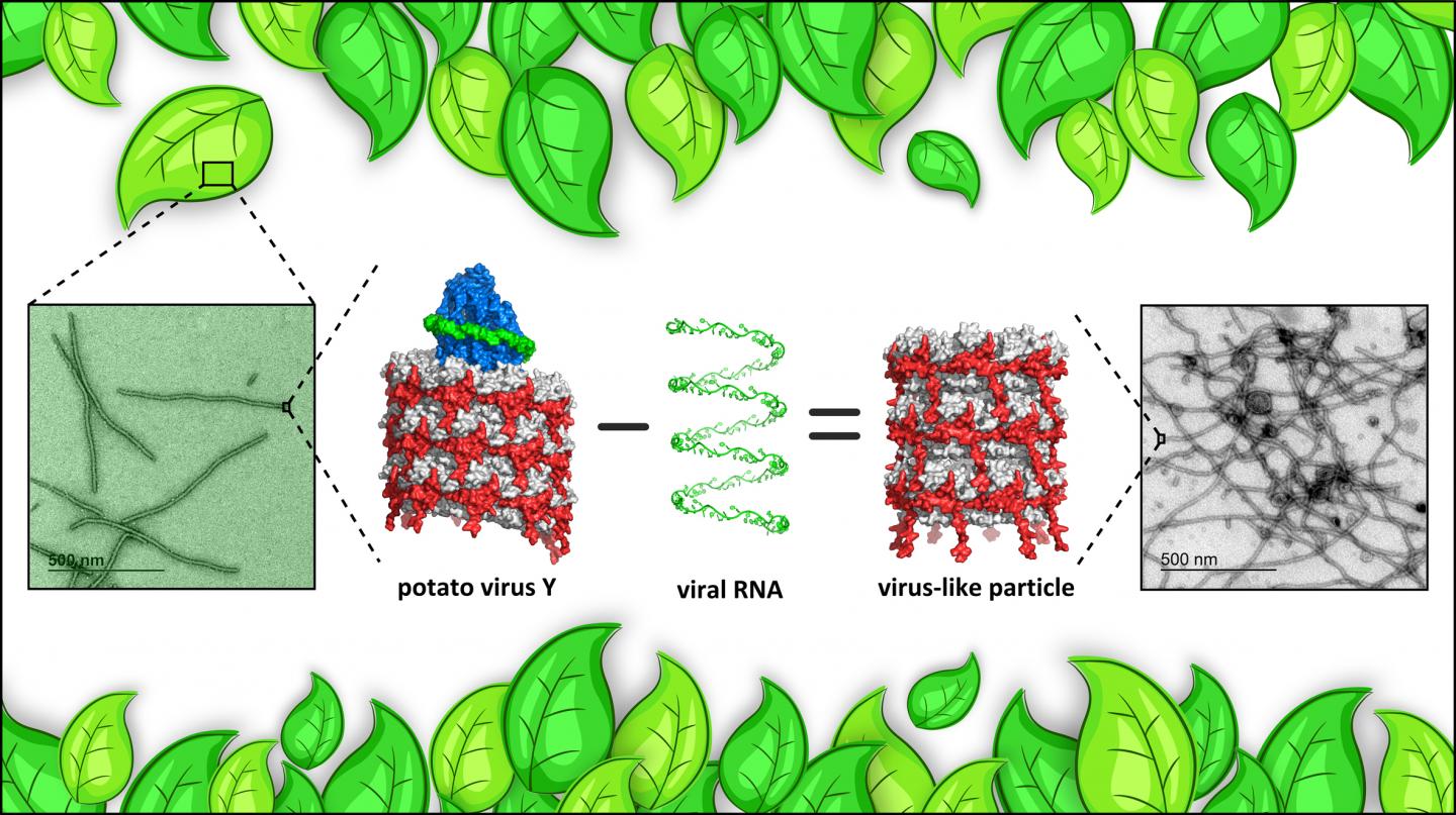 Structural basis for the multitasking nature of the Potato virus Y coat protein (1 of 1)