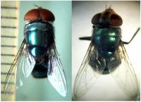 <i>Chrysomya megacephala</i> (1 of 3)