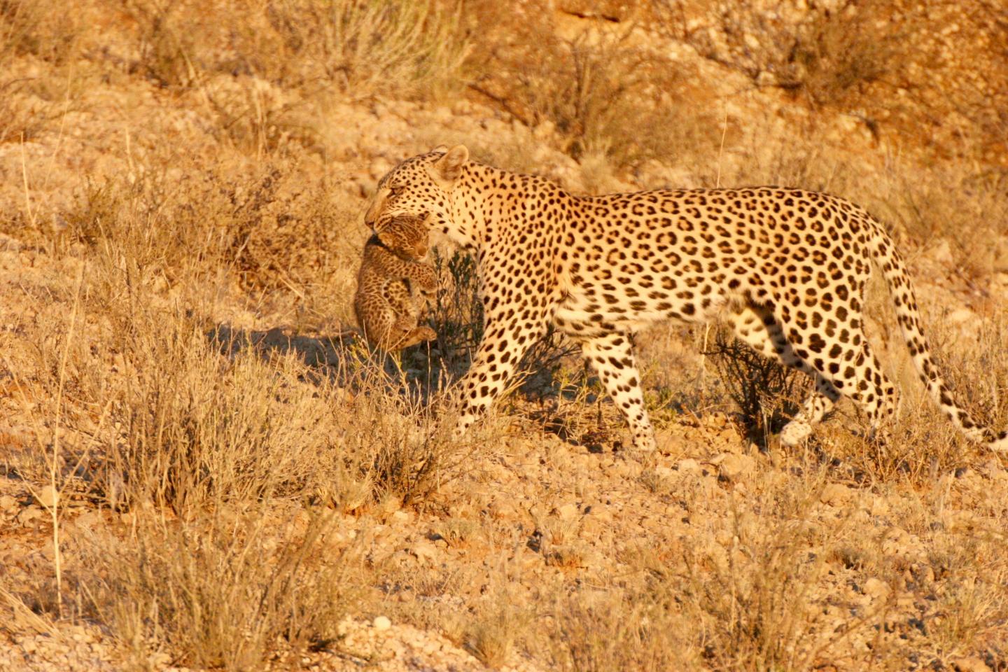 Leopard.jpg