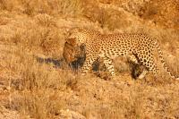 Leopard.jpg