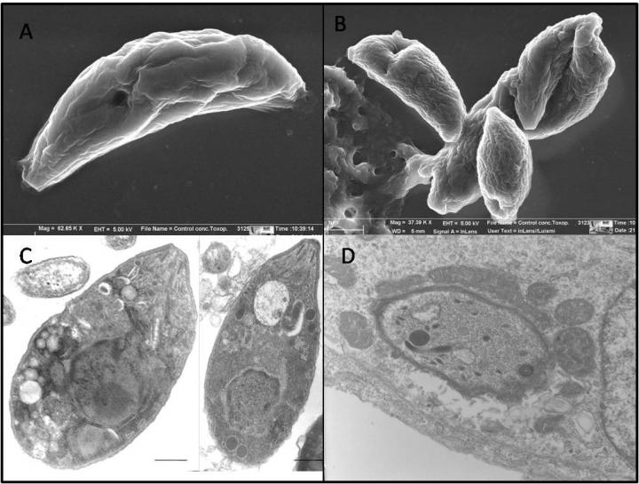 <i>Toxoplasma</i> Parasite
