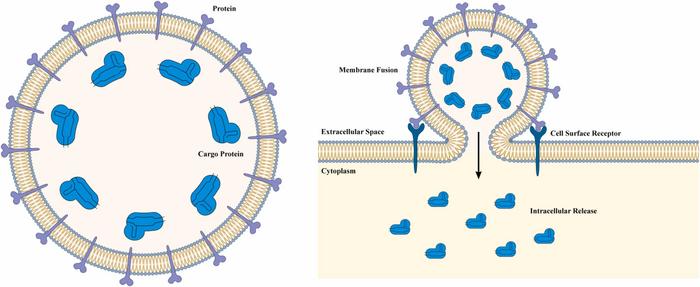 VLP-mediated cytosolic delivery via receptor-triggered membrane fusion