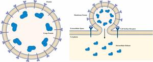 VLP-mediated cytosolic delivery via receptor-triggered membrane fusion