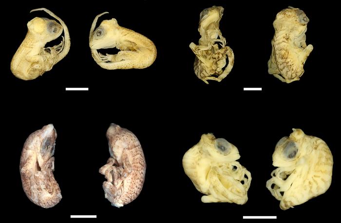 Malformations of for unhatched Amazon lava lizards caused by heat stress