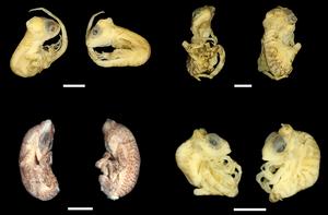 Malformations of for unhatched Amazon lava lizards caused by heat stress