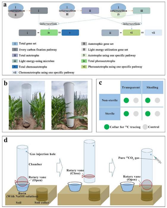 Schemata for obtaining photoautotrophic and chemoautotrophic taxonomic annotations.