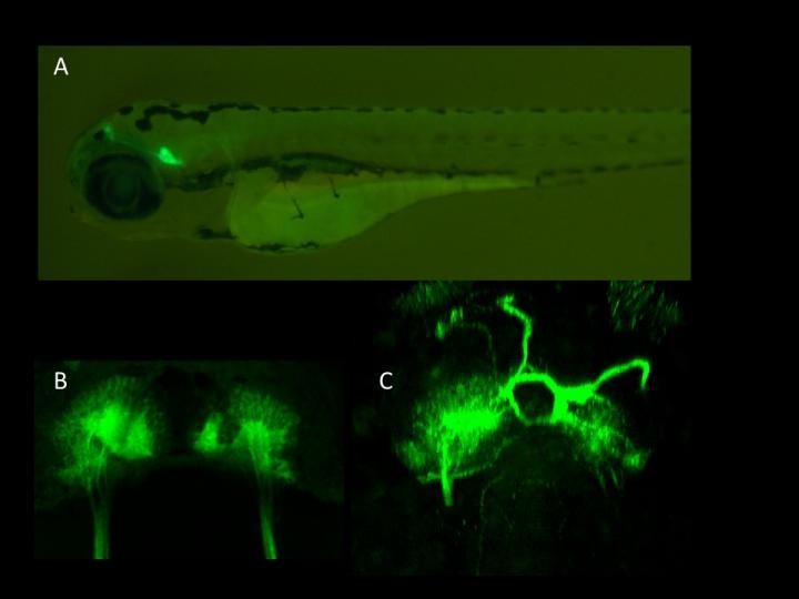 Zebrafish Brains