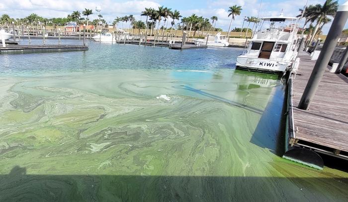 Algal bloom