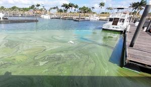 Algal bloom