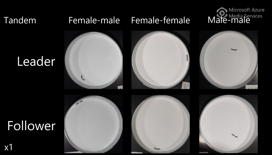 Termite behavior after disruption of tandem runs
