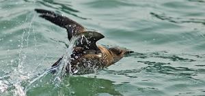 Marbled murrelet