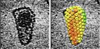 An Up-close View of HIV