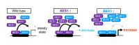 Figure 2: Model diagram showing the competitive relationship between BEH3 and other BES/BZR transcription factors.