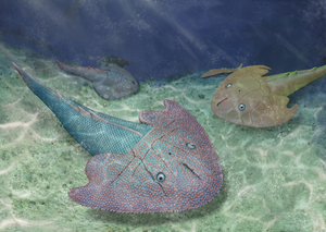 Ecological restoration of Nochelaspis maeandrine