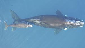 Southern right whale, mother and calf