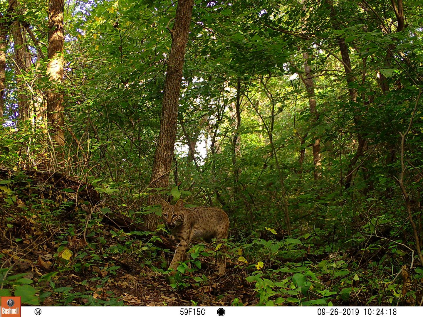 Bobcat