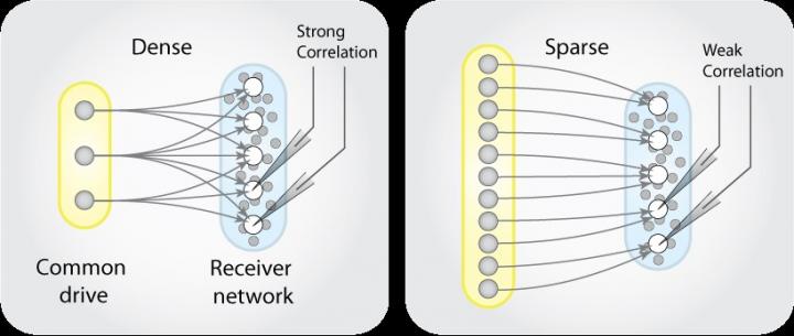 Neural Model