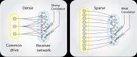 Neural Model