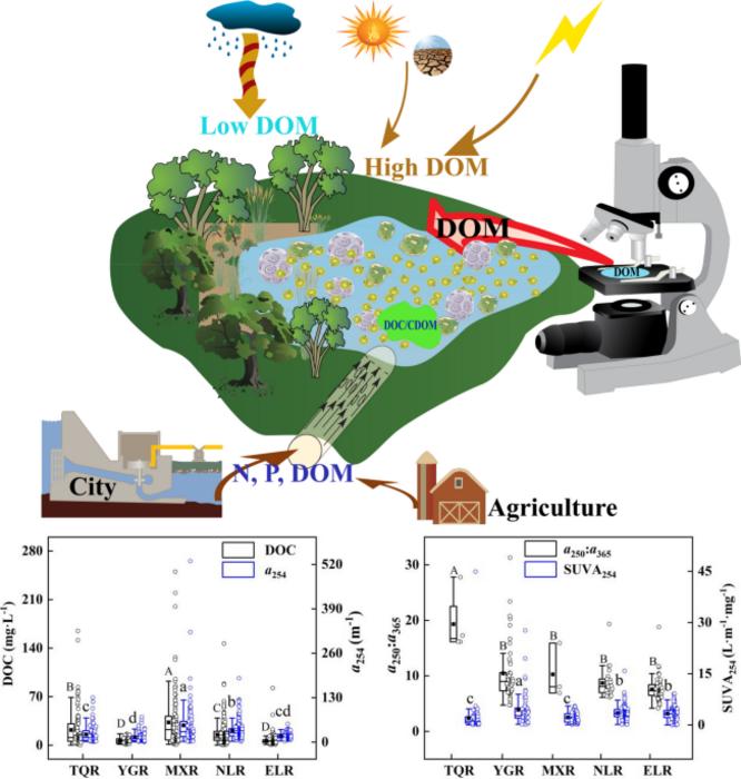 Large-scale patterns in lake dissolved organic matter driven by nutrients and climate