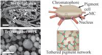 Internal Structure of Chromatophores
