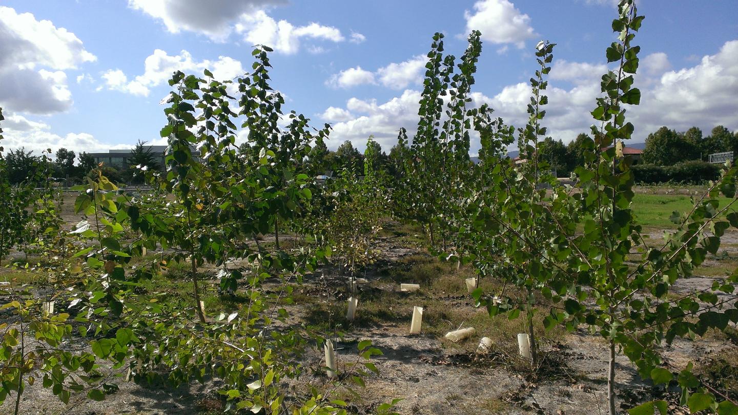 Poplar Trees