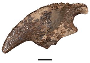 Giant ground sloth claw